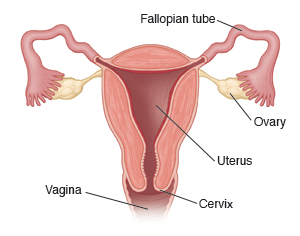 Cross section of female reproductive system showing uterus, cervix, vagina, ovaries, and fallopian tubes.