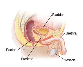View of the male pelvic anatomy, featuring the bladder, rectum, prostate, testicle, and urethra.